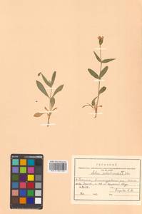 Silene sachalinensis F. Schmidt, Siberia, Russian Far East (S6) (Russia)