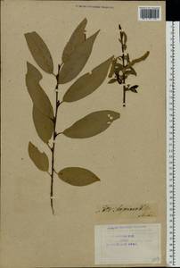 Salix ×meyeriana Rostk. ex Willd., Eastern Europe, Latvia (E2b) (Latvia)