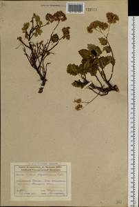 Hylotelephium populifolium (Pall.) H. Ohba, Siberia, Altai & Sayany Mountains (S2) (Russia)