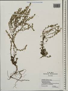 Artemisia austriaca Jacq., Eastern Europe, Lower Volga region (E9) (Russia)