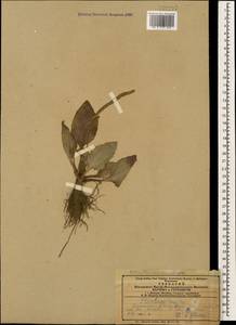 Plantago major L., Caucasus, Azerbaijan (K6) (Azerbaijan)