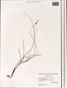 Carex globularis L., Mongolia (MONG) (Mongolia)