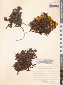 Saxifraga oppositifolia subsp. ajanica (Sipliv.) Vorosch., Siberia, Chukotka & Kamchatka (S7) (Russia)