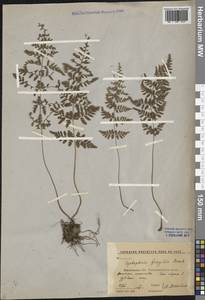 Cystopteris fragilis (L.) Bernh., Eastern Europe, Central forest-and-steppe region (E6) (Russia)