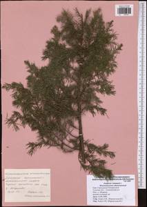 Juniperus communis L., Eastern Europe, Central region (E4) (Russia)