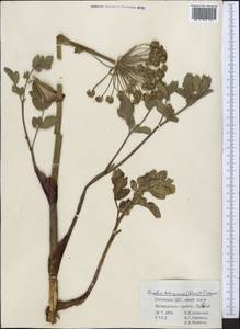 Angelica tschimganica (Korovin) Tikhom., Middle Asia, Western Tian Shan & Karatau (M3) (Uzbekistan)