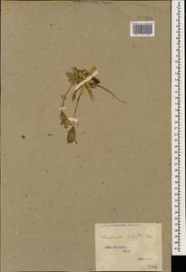 Campanula ciliata Steven, Caucasus, Stavropol Krai, Karachay-Cherkessia & Kabardino-Balkaria (K1b) (Russia)