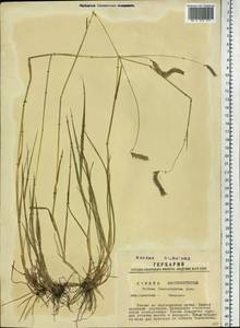 Hordeum brevisubulatum (Trin.) Link, Siberia, Western Siberia (S1) (Russia)