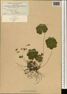Alchemilla heptagona Juz., Eastern Europe, Moscow region (E4a) (Russia)