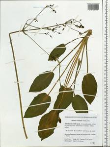 Alisma plantago-aquatica subsp. orientale (Sam.) Sam., Siberia, Baikal & Transbaikal region (S4) (Russia)