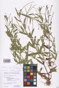 Epilobium lamyi F. W. Schultz, Eastern Europe, Central region (E4) (Russia)