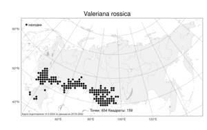 Valeriana rossica P. A. Smirn., Atlas of the Russian Flora (FLORUS) (Russia)