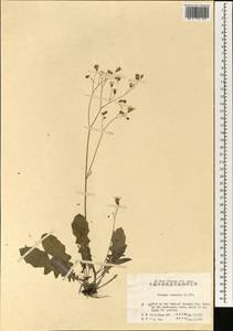 Youngia japonica (L.) DC., South Asia, South Asia (Asia outside ex-Soviet states and Mongolia) (ASIA) (China)