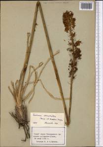 Eremurus stenophyllus, Middle Asia, Pamir & Pamiro-Alai (M2) (Tajikistan)