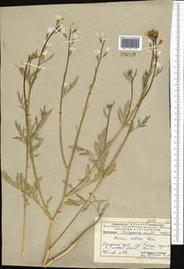 Eruca vesicaria subsp. sativa (Mill.) Thell., Middle Asia, Pamir & Pamiro-Alai (M2) (Uzbekistan)