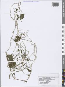 Fallopia dumetorum (L.) Holub, Eastern Europe, Middle Volga region (E8) (Russia)