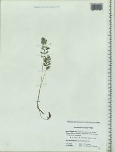 Artemisia laciniata Willd., Siberia, Baikal & Transbaikal region (S4) (Russia)
