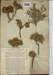 Nanophyton erinaceum (Pall.) Bunge, Middle Asia, Caspian Ustyurt & Northern Aralia (M8) (Kazakhstan)