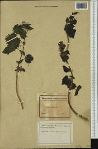 Urtica pilulifera L., Western Europe (EUR) (France)