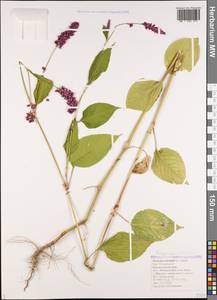Persicaria orientalis (L.) Spach, Caucasus, Black Sea Shore (from Novorossiysk to Adler) (K3) (Russia)