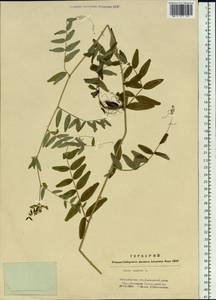 Vicia sepium L., Siberia, Western Siberia (S1) (Russia)