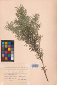 Adonis vernalis L., Eastern Europe, North Ukrainian region (E11) (Ukraine)