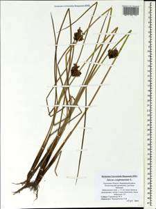 Juncus conglomeratus L., Eastern Europe, North-Western region (E2) (Russia)