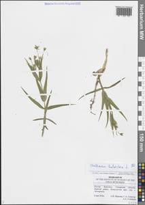 Rabelera holostea (L.) M.T.Sharples & E.A.Tripp, Eastern Europe, Middle Volga region (E8) (Russia)