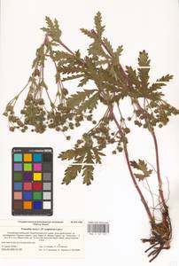 Potentilla recta L., Eastern Europe, Lower Volga region (E9) (Russia)