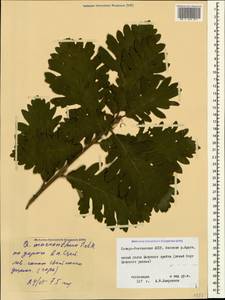 Quercus macranthera Fisch. & C.A.Mey. ex Hohen., Caucasus, North Ossetia, Ingushetia & Chechnya (K1c) (Russia)