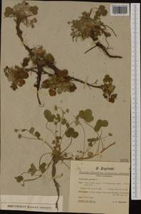 Potentilla sterilis (L.) Garcke, Western Europe (EUR) (Germany)