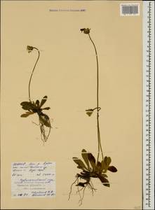 Pilosella officinarum Vaill., Caucasus, North Ossetia, Ingushetia & Chechnya (K1c) (Russia)