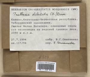 Frullania dilatata (L.) Dumort., Bryophytes, Bryophytes - North Caucasus & Ciscaucasia (B12) (Russia)