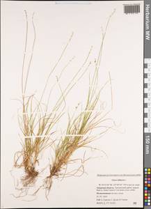 Carex loliacea L., Siberia, Russian Far East (S6) (Russia)