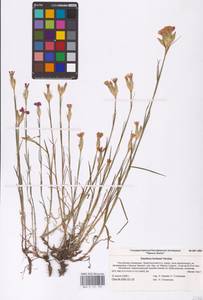Dianthus borbasii Vandas, Eastern Europe, Lower Volga region (E9) (Russia)