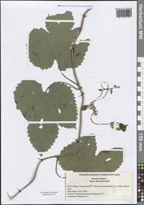 Humulus lupulus L., Eastern Europe, Middle Volga region (E8) (Russia)