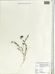 Astragalus norvegicus Grauer, Eastern Europe, Northern region (E1) (Russia)