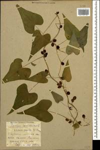 Dioscorea communis (L.) Caddick & Wilkin, Caucasus, Krasnodar Krai & Adygea (K1a) (Russia)