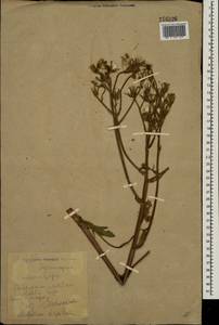 Lactuca macrophylla subsp. uralensis (Rouy) N. Kilian & Greuter, Eastern Europe, Eastern region (E10) (Russia)