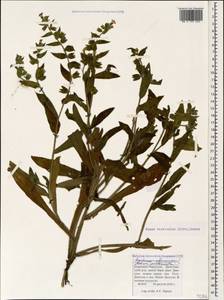 Nonea versicolor (Stev.) Sweet, Caucasus, Stavropol Krai, Karachay-Cherkessia & Kabardino-Balkaria (K1b) (Russia)