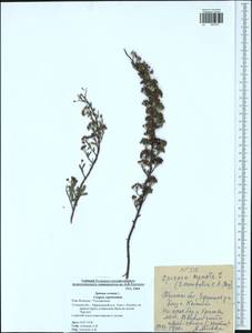 Spiraea crenata L., Eastern Europe, Central region (E4) (Russia)