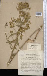 Euphorbia virgata Waldst. & Kit., Middle Asia, Syr-Darian deserts & Kyzylkum (M7) (Uzbekistan)