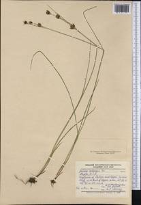 Juncus castaneus Sm., America (AMER) (United States)