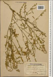 Lepidium sativum L., Caucasus, Azerbaijan (K6) (Azerbaijan)
