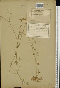 Cerastium holosteoides Fr., Eastern Europe, Northern region (E1) (Russia)