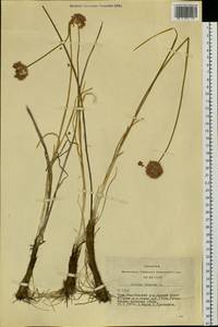 Allium lineare L., Siberia, Altai & Sayany Mountains (S2) (Russia)