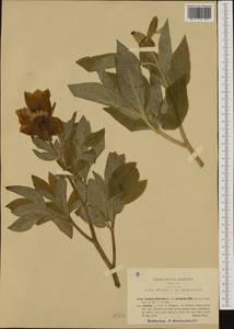 Paeonia peregrina Miller, Western Europe (EUR) (Italy)