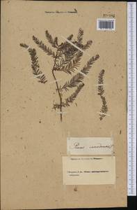 Tsuga canadensis (L.) Carrière, America (AMER) (Not classified)