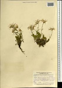 Rhinactinidia limoniifolia (Less.) Novopokr. ex Botsch., Mongolia (MONG) (Mongolia)