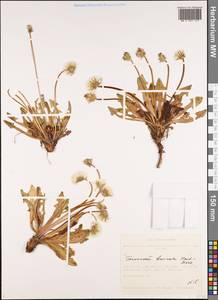 Taraxacum brevirostre Hand.-Mazz., Siberia, Altai & Sayany Mountains (S2) (Russia)